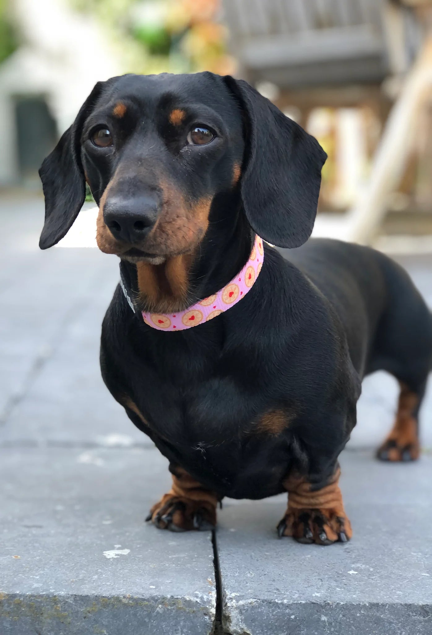 Don’t give a Jam Collar - Wild Tails