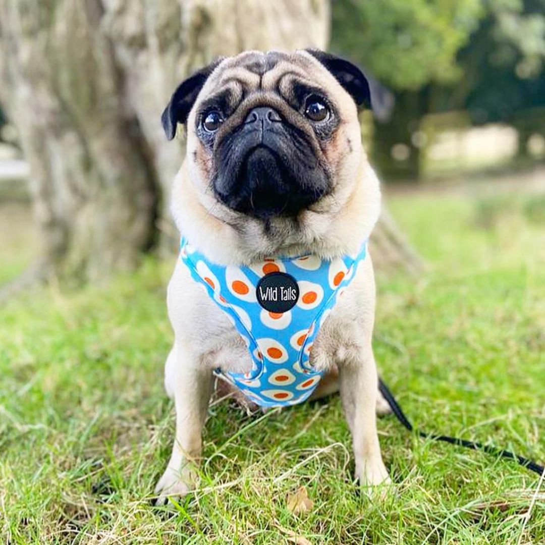 Brunch harness