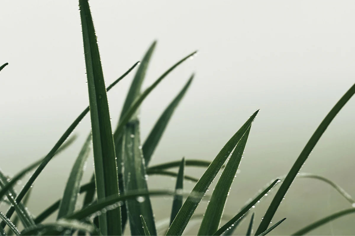 Rain Incense Cones