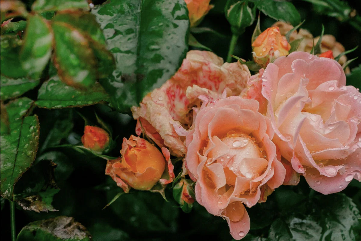 Native Rose hand wash