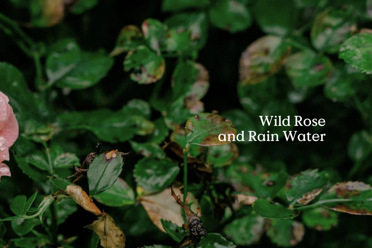 Native rose diffuser