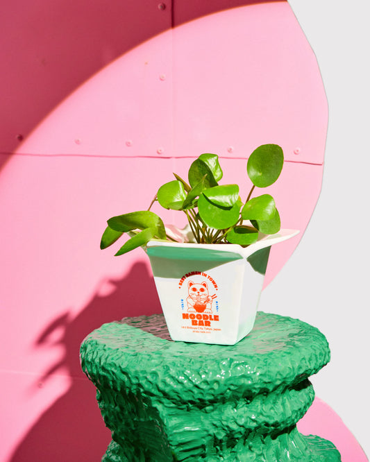 Pot Ramen/Planter