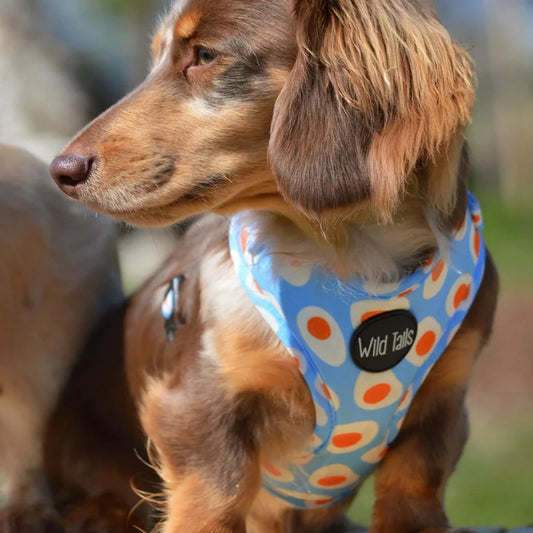 Brunch harness